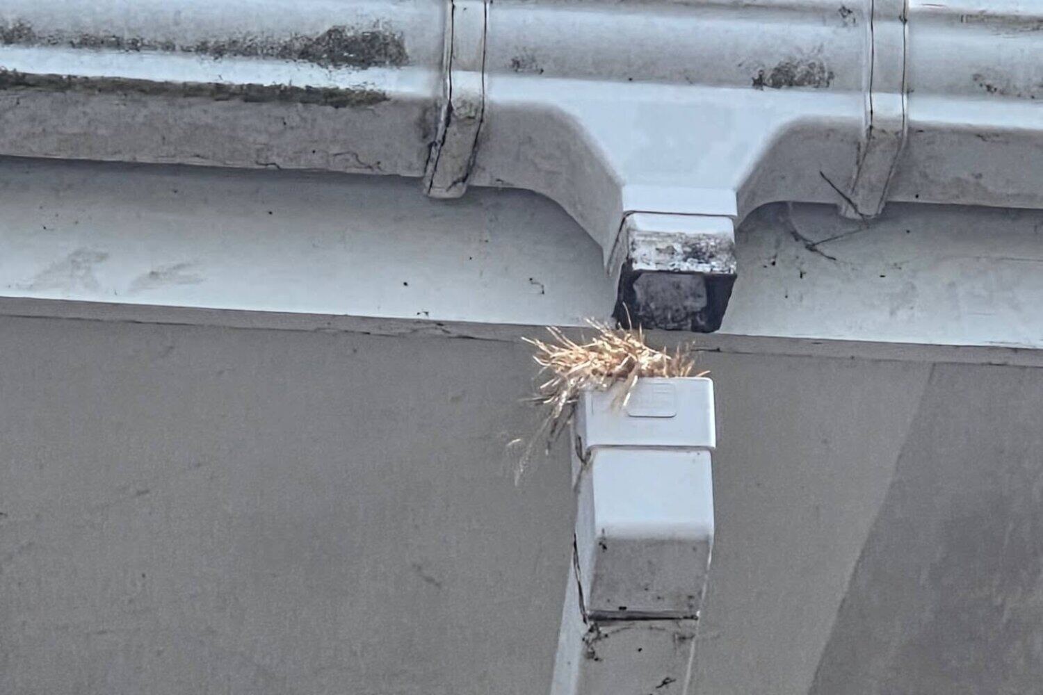 Seven Signs Your Gutters Need Repair, Not Just Cleaning